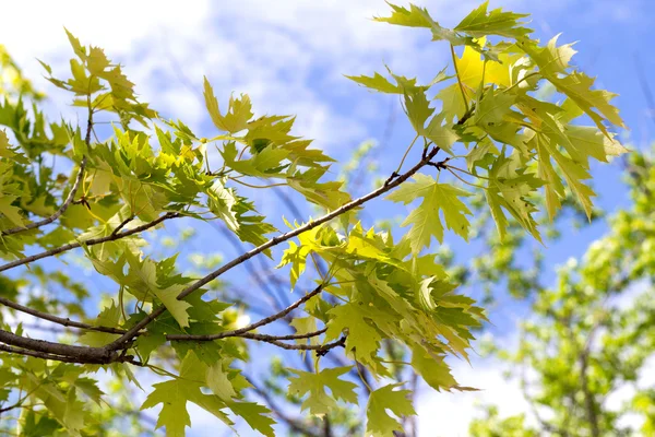 Ασημένιο maple φύλλα δέντρων — Φωτογραφία Αρχείου