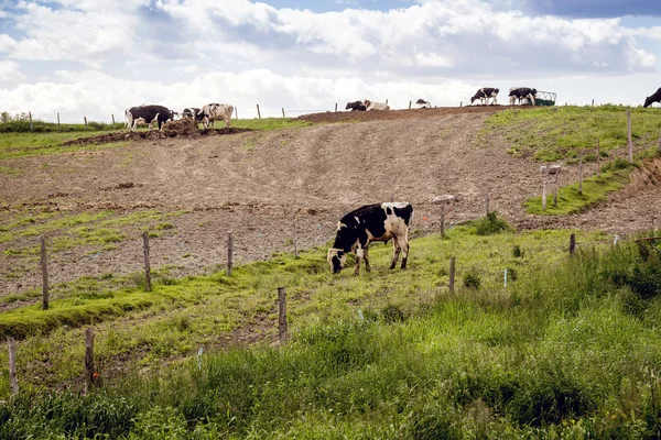 Holstein Friesians przełyków na pastwisku — Zdjęcie stockowe