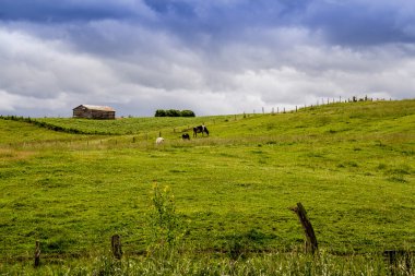Holstein inek arazide