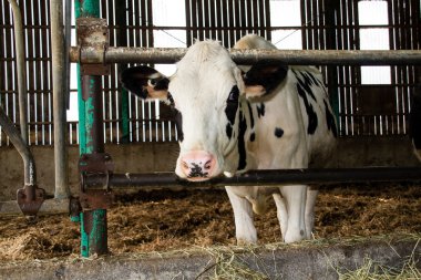 Ahırda Holstein sığır