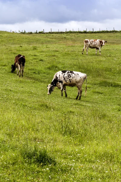 Vacche Holstein al pascolo — Foto Stock