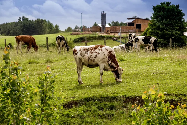 Holstein bydła w stodole — Zdjęcie stockowe