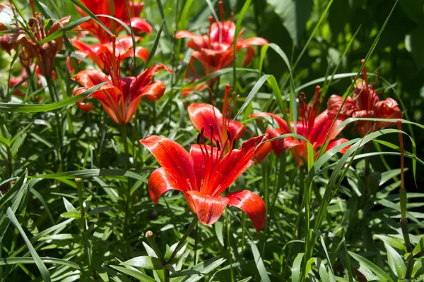 Röd Lilja blomsterträdgård — Stockfoto