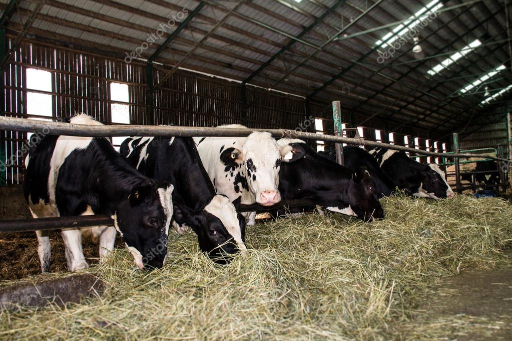 Holstein cattle in the barn eating hay — Stock Photo © Juliedeshaies 116439202