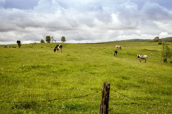 Гольштейнские коровы на пастбище — стоковое фото