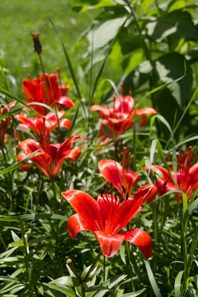 Röd Lilja blomma närbild — Stockfoto