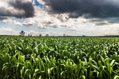 fırtına gökyüzü Mısır alan manzara