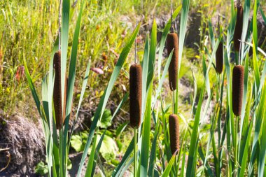 güneş ışığı yaz saati at kuyrugu