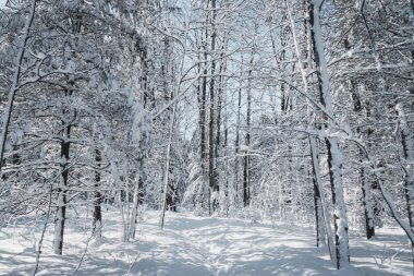 Quebec Kanada 'da güzel karlı kış manzarası
