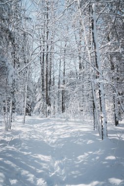 Quebec Kanada 'da güzel karlı kış manzarası