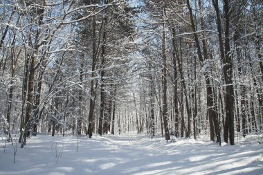 Quebec Kanada 'da güzel karlı kış manzarası