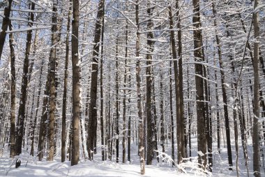 Quebec Kanada 'da güzel karlı kış manzarası