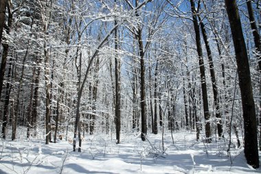 Quebec Kanada 'da güzel karlı kış manzarası