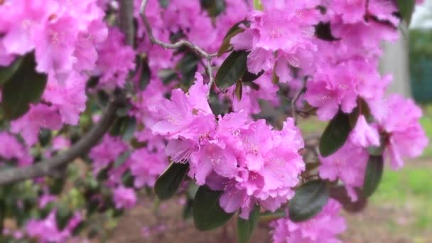 Rhododendronbäume Gehölze in der Familie der Heidekrautgewächse bei voller Blüte tanzen im Wind — Stockvideo