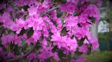  Rhododendron ağaçları çalılıklarda ağaçlık bitkiler İlkbaharda çiçeklenir Rüzgarda dans eder