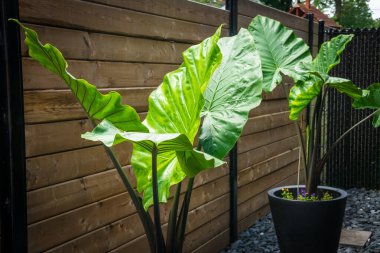 alocasia makrorhiza siyah saplı fil kulaklı süs bitkisi büyük yapraklı saksı bitkisi