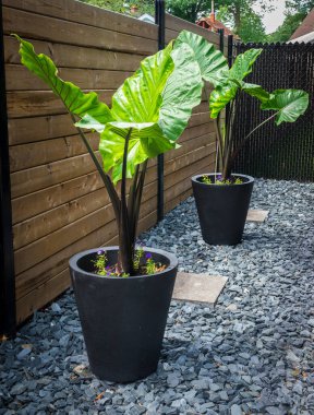alocasia makrorhiza siyah saplı fil kulaklı süs bitkisi büyük yapraklı saksı bitkisi