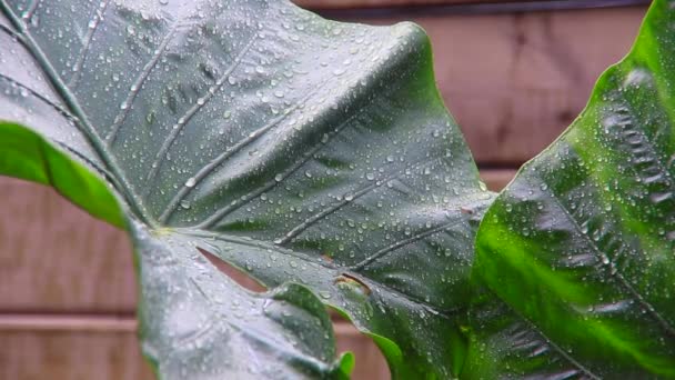Deszcz na olbrzymie liście alocazji czarnej łodygi — Wideo stockowe
