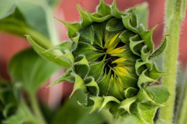 Bloom ayçiçeği için hazır