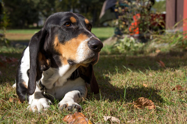 Basset hound dog