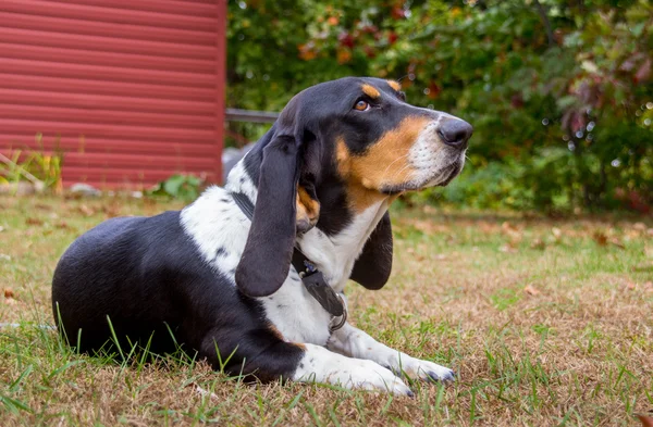 バセットハウンド犬 — ストック写真