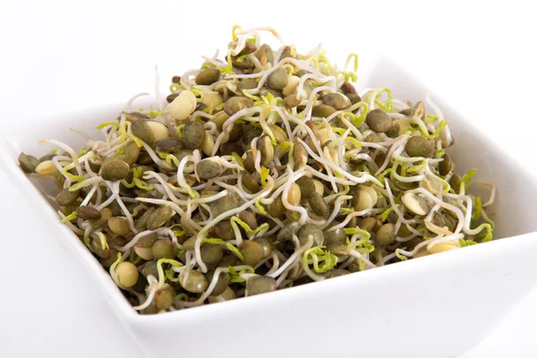 Green lentil sprouts — Stock Photo, Image