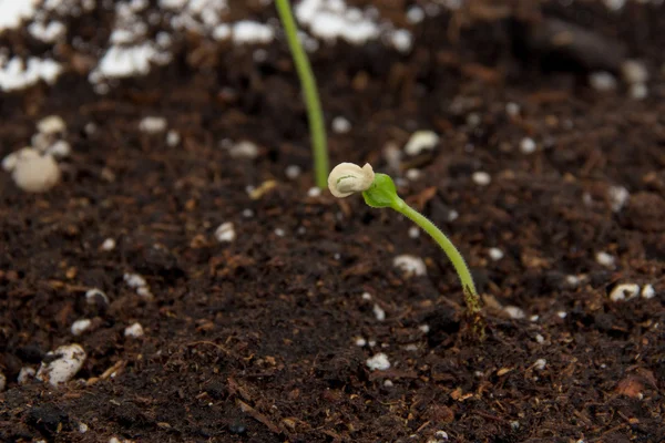 Pepparväxt grodde på mark inomhus — Stockfoto