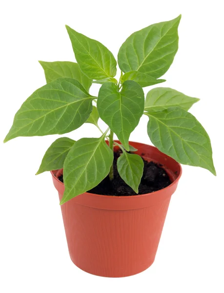 Potted hot pepper young plant growing over white background — Stock Photo, Image