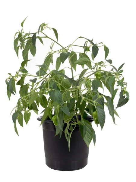 Potted planta jalapeno pimenta quente crescendo sobre fundo branco — Fotografia de Stock