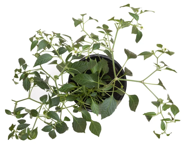 Σε δοχείο καυτό πιπέρι jalapeno φυτό αυξάνεται πάνω από το λευκό φόντο — Φωτογραφία Αρχείου