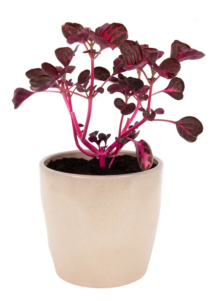 Iresine herbstii planta rosa vaso sobre fundo branco — Fotografia de Stock