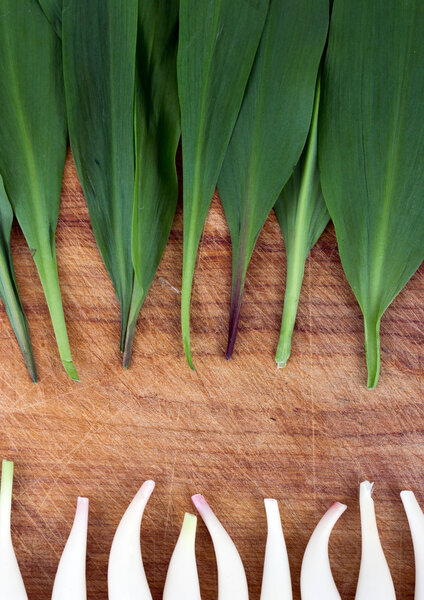 wild garlic Allium tricoccum on wood background