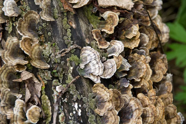 Peru cauda fungo cogumelo Trametes versicolor sobre a árvore — Fotografia de Stock