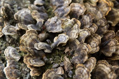 Türkiye'de kuyruk mantar mantar Trametes versicolor ağaç üzerinde