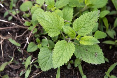 Melissa officinalis bitki bahçesinde