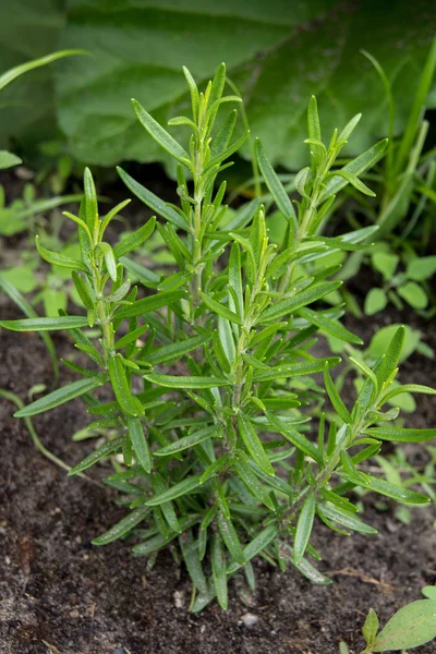 Zdrowy organiczny rozmarynu zioło roślin w ogrodzie rosmarinus officinalis — Zdjęcie stockowe