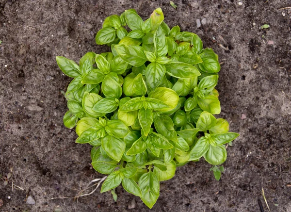 Manjericão planta orgânica no jardim Ocimum basilicum — Fotografia de Stock