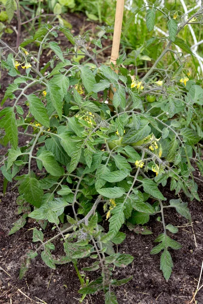 Miniatur-Tomatenpflanze im Garten — Stockfoto