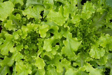 Fresh organic lettuce high angle view