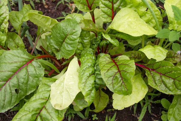 Organic swiss chard growing in the garden — Stock Photo, Image