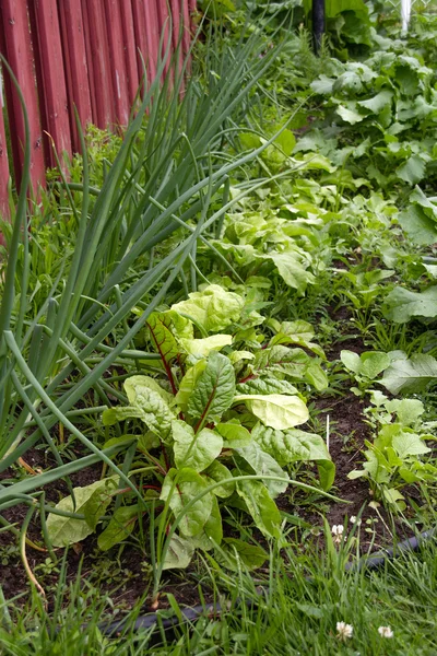 Organic small vegetable garden — Stock Fotó