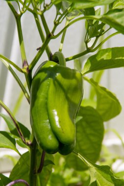Yeşil biber büyüyen