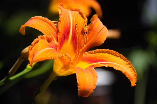 Tiger Lily i trädgården närbild — Stockfoto