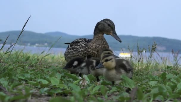 Pato mallard hembra con bebé pato video en tiempo real — Vídeos de Stock