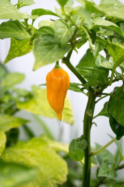 Sarı bhut jolokia