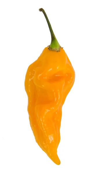 Cabai pedas Yellow Fatalii — Stok Foto