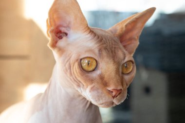 Şirin, pembe sfenks, tüysüz kedinin yakın plan portresi. 