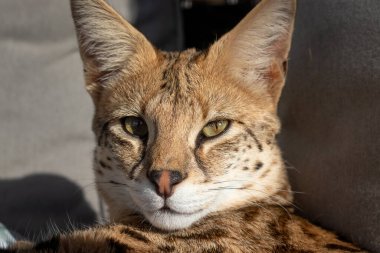 Genç Savannah F1 Hp dişi hibrid kedi bir savana ve bir serval arasında bir çapraz