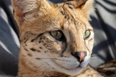 Genç Savannah F1 Hp dişi hibrid kedi bir savana ve bir serval arasında bir çapraz