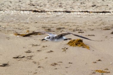 plaj üzerinde uçan martı